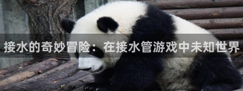 球盟会黑台子吗