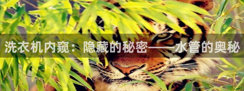 球盟会中国官方网站