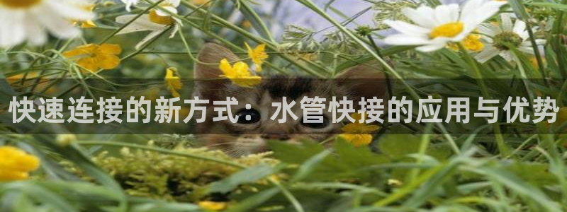球盟会app入口
