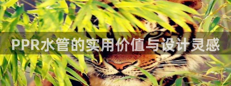 球盟会和中欧合作吗